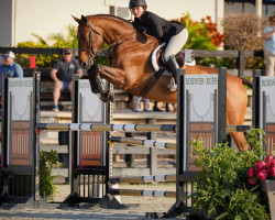 jumper London Blue PS (Oldenburg show jumper, 2015, from London)