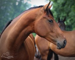 broodmare High Hopes 8 (Oldenburg, 2019, from Desperado)