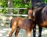 dressage horse Le Grey (Oldenburg, 2018, from Le Vivaldi)