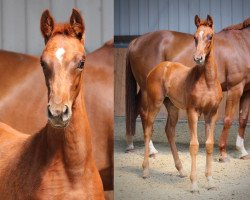 dressage horse Imposante Edoste (Oldenburg, 2023, from Asgard's Ibiza)