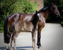 dressage horse Grandiose Fürstin (Oldenburg, 2023, from Fürst Romancier)