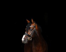 dressage horse Sophienhöhs Cuba Libre (German Riding Pony, 2011, from Calvados)