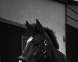 dressage horse Anemone 73 (Freiberger, 2018, from Vartan CH)