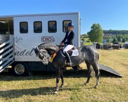 jumper Sma Ciao Bella (Oldenburg show jumper, 2017, from Cinsey)