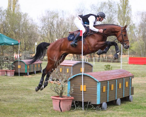 stallion Gerico Louvo (Selle Français, 2016, from Upsilon AA)