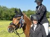 dressage horse Dhalia Rose (German Riding Pony, 2011, from Don Dolino)