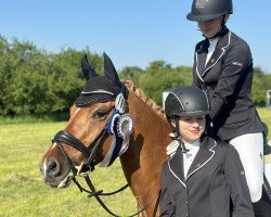 dressage horse Dhalia Rose (German Riding Pony, 2011, from Don Dolino)