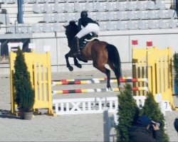 Springpferd Ogana de Grand-Bru (Belgisches Warmblut, 2014, von Arko III)