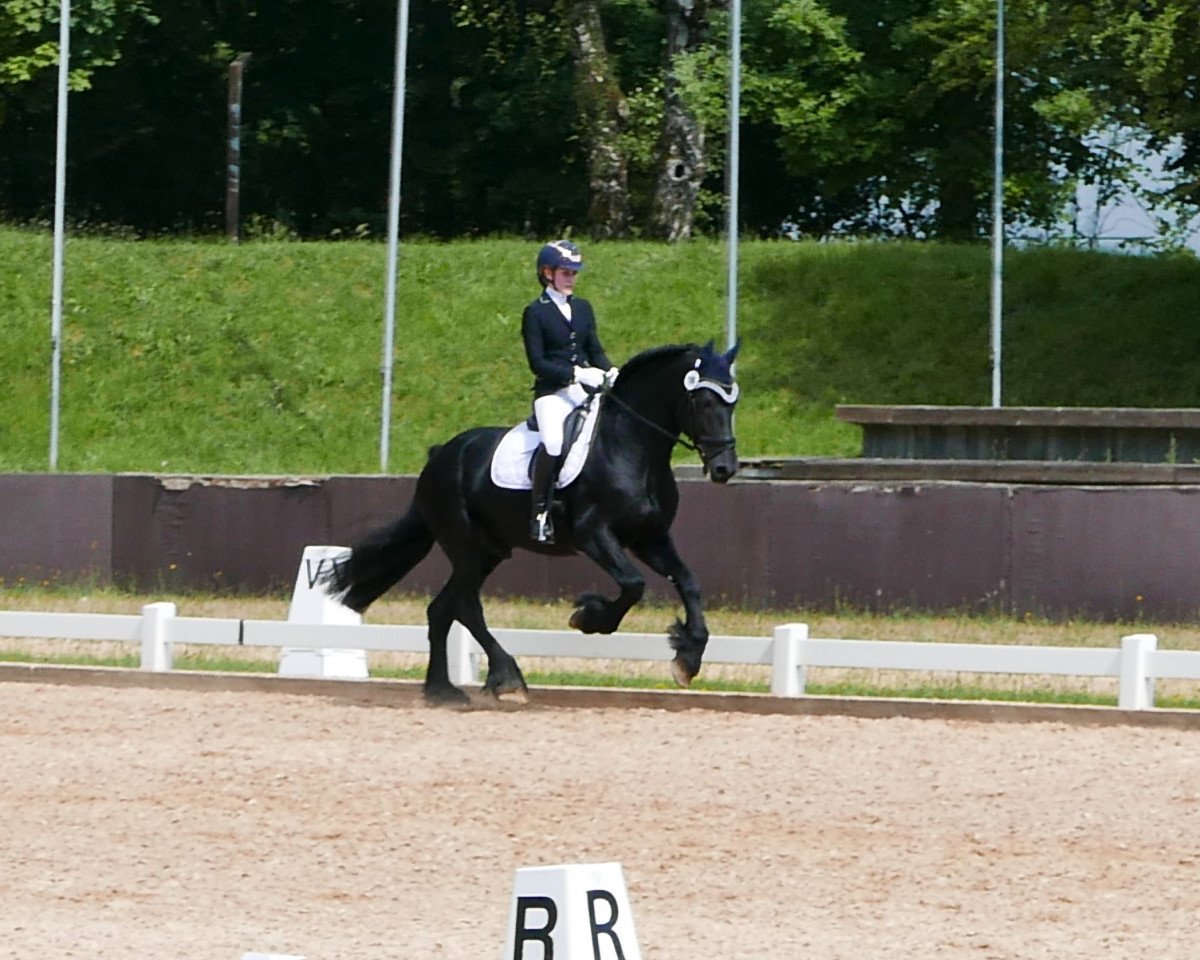 dressage horse Meindert fan Horp (Friese, 2012, from Stendert 447)