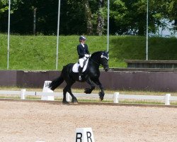 dressage horse Meindert fan Horp (Friese, 2012, from Stendert 447)