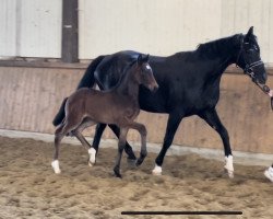 dressage horse Feiner Schufro v.d. Willenburg (Westphalian, 2023, from Feinsten)