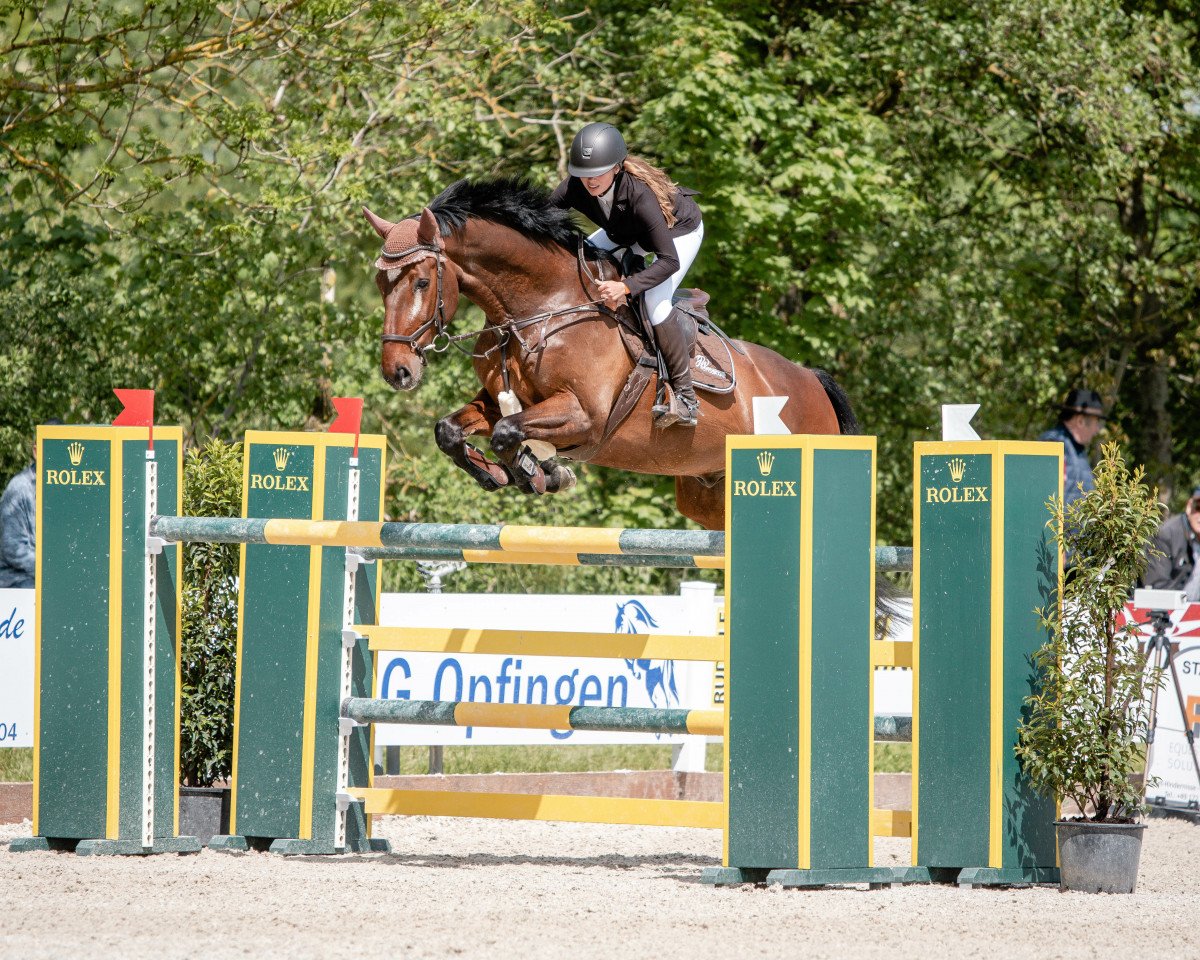 Springpferd Carry on GB (Oldenburger, 2009, von Collado)