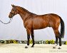 jumper Hengst von Colman / Perigueux (Hanoverian, 2020, from Colman)