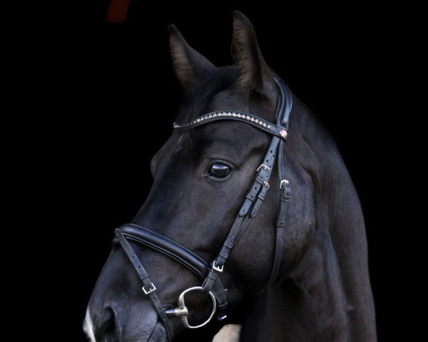 dressage horse Buddy Cool (Oldenburg, 2016, from Bernay)