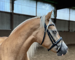 dressage horse Alia 25 (Haflinger, 2011, from Nephus di Vorno)