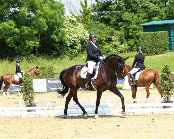 dressage horse Lady Melrose BH (anglo european sporthorse, 2016, from Hero)