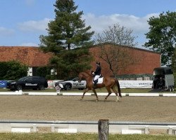 dressage horse Snorre (Westphalian, 2018, from Sensation)