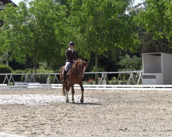Reitturnier Avenches 2023