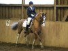 dressage horse Grace 343 (unknown, 2007)