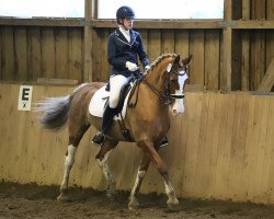 dressage horse Grace 343 (unbekannt, 2007)