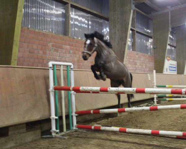 jumper Mighty Wonderful (German Riding Pony, 2008, from Man in Black)