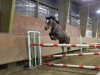 jumper Mighty Wonderful (German Riding Pony, 2008, from Man in Black)