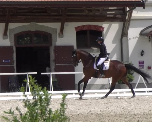 Reitturnier Avenches 2023