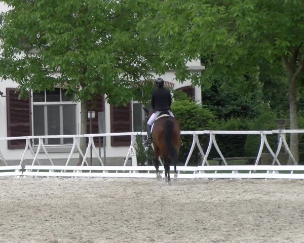 Reitturnier Avenches 2023