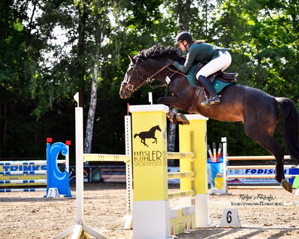 jumper I'm Special Too (Zangersheide riding horse, 2015, from I'm Special de Muze)