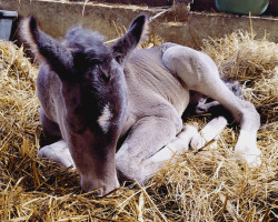 Fohlen Nachtadel (Deutsches Reitpony, 2023, von Night-Cup)