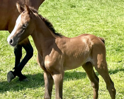 Springpferd Malita S (Holsteiner, 2023, von Malito de Reve)