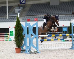 jumper Little Miss Sunshine Du Cache Pot (Belgisches Warmblut, 2011, from Cabrio van de Heffinck)