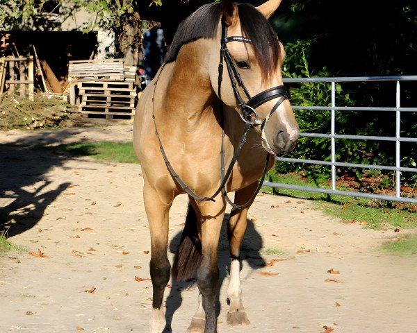 Dressurpferd Ready for Love SN (Deutsches Reitpony, 2020, von Rivers Dancing AS)