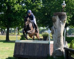 eventing horse Scedur (Trakehner, 2012, from Connery)