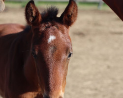 Springpferd Quintana Mk (Westfale, 2023, von Qlassic Touch)