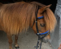 Pferd Heaven‘s Light Harry R (Shetland Pony, 2016)