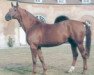 stallion Sire des Champs (Selle Français, 1984, from Livarot)