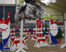 Springpferd Jamaica (Belgisches Warmblut, 2009, von Zürich)