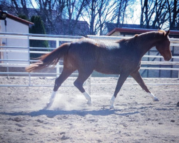 broodmare Dynamik II (Saxony-Anhaltiner, 1977, from Duktus)