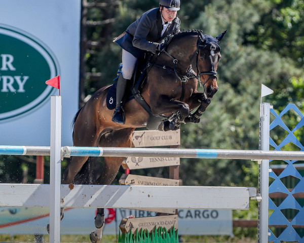 Springpferd Kimira van het Kluizebos (Belgisches Warmblut, 2010, von Boris van het Kluizebos)