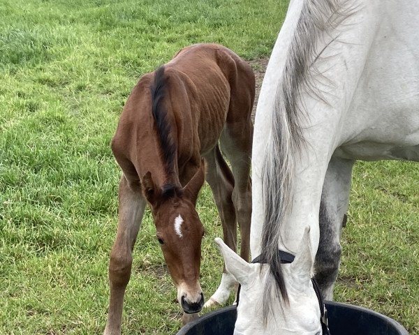 Springpferd Chaccos Schützenkönig (Oldenburger Springpferd, 2023, von Chaccos' Son)