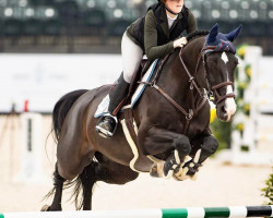 jumper Skara Glen's 7 Pillars (KWPN (Royal Dutch Sporthorse), 2010, from Spartacus TN)