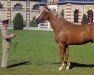 stallion Echo de la Hurie (Selle Français, 1992, from Quidam de Revel)