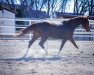 dressage horse Donna 888 (German Sport Horse, 2013, from Don Diamond)