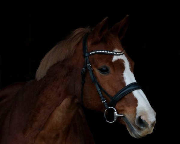 Pferd Championesse del Mondo (Rheinländer, 2006, von Contago)
