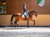 dressage horse Rockadera 4 (Rhinelander, 2013, from Rock Forever NRW)