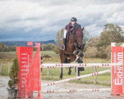 jumper Zoe 77 (KWPN (Royal Dutch Sporthorse), 2012, from Zambesi TN)