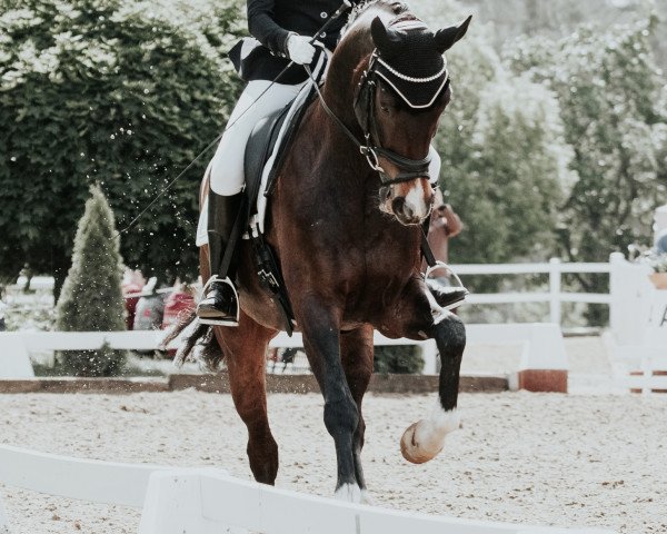 dressage horse Lucky Leo 5 (Hanoverian, 2016, from Londontime)