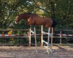 jumper Foretino (Oldenburg show jumper, 2017, from For Pleasure)