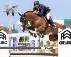 Deckhengst Menko vd Wellington (Belgisches Warmblut, 2012, von Echo van het Spieveld)